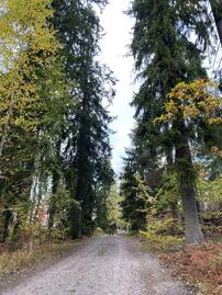 tallikamari-56042-9