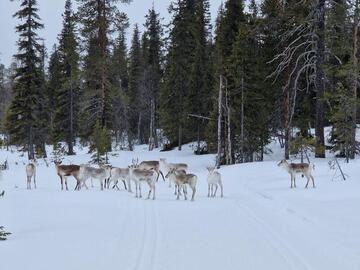 yllaes-moekki-lomahuoneisto-loistosijainti-57439-30