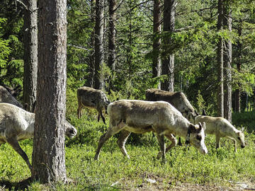 lomahuoneisto-ruka-snowstar-19-b-59294-28