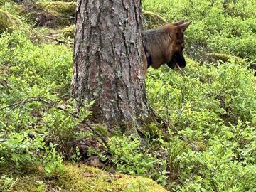 huvila-koiraperheille-nuuksiossa-59375-22