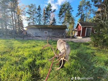 Poro-Piha Reindeer Yard